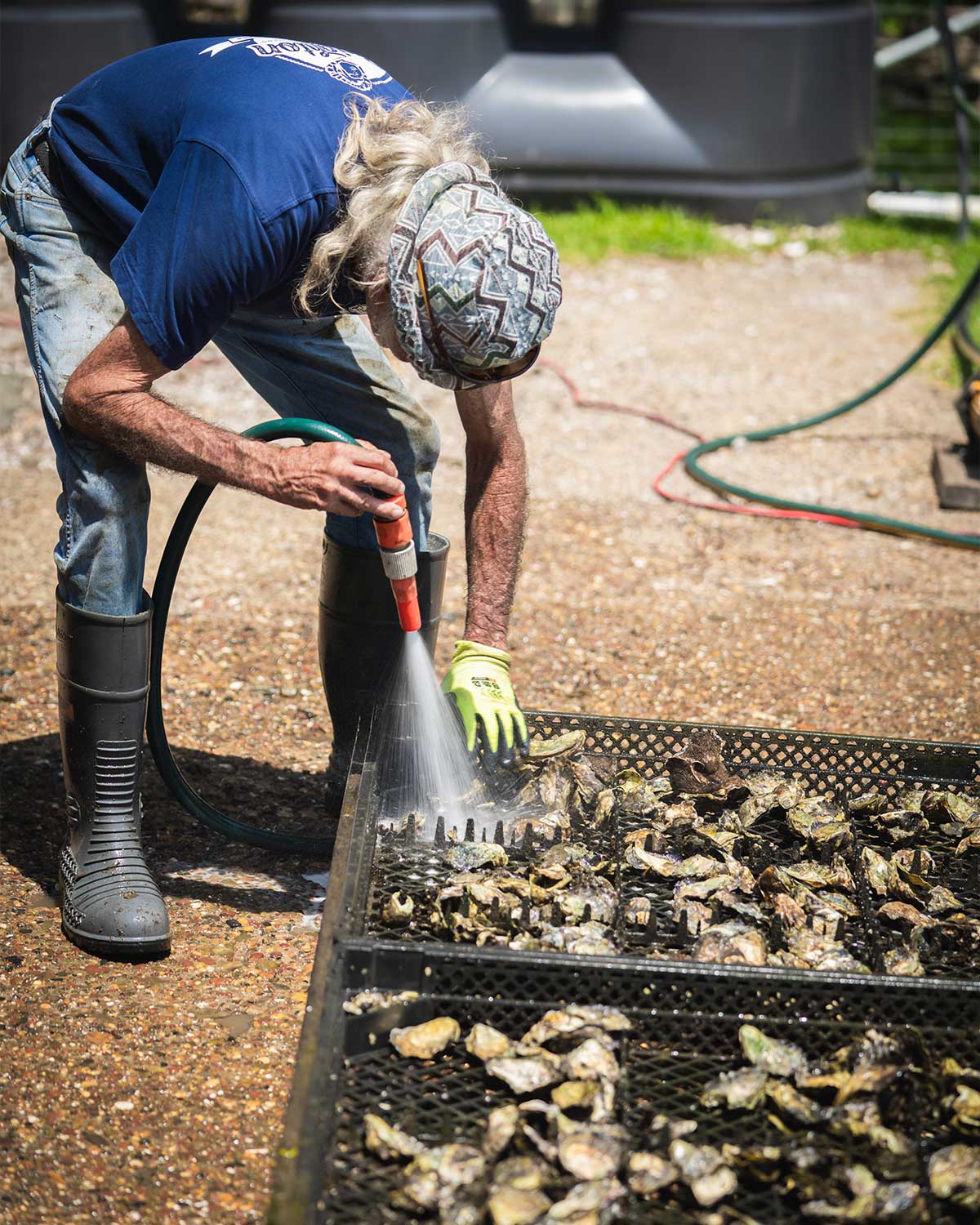 Brighton Oysters